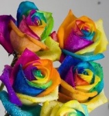 Роза Rainbow