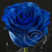 Роза Blue Mondial